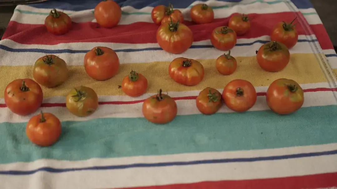 Spanish Footballers Honored with Tomato Haul After World Cup Victory