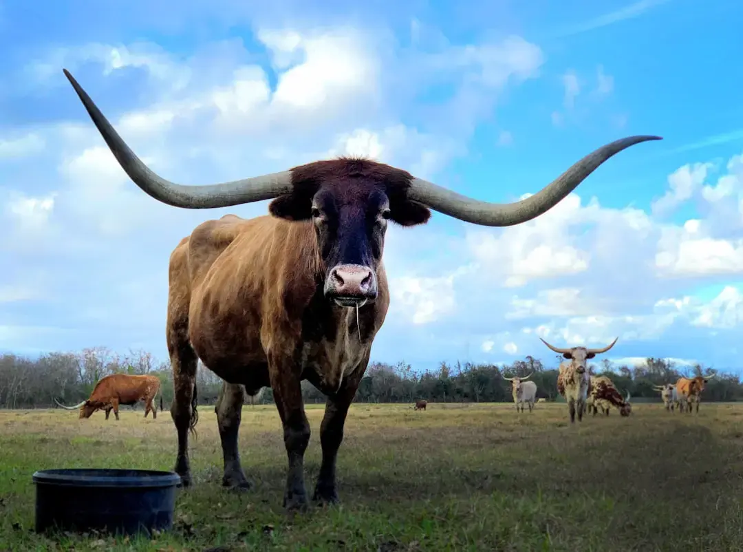 Top Running Back Prospect Chooses Texas Longhorns