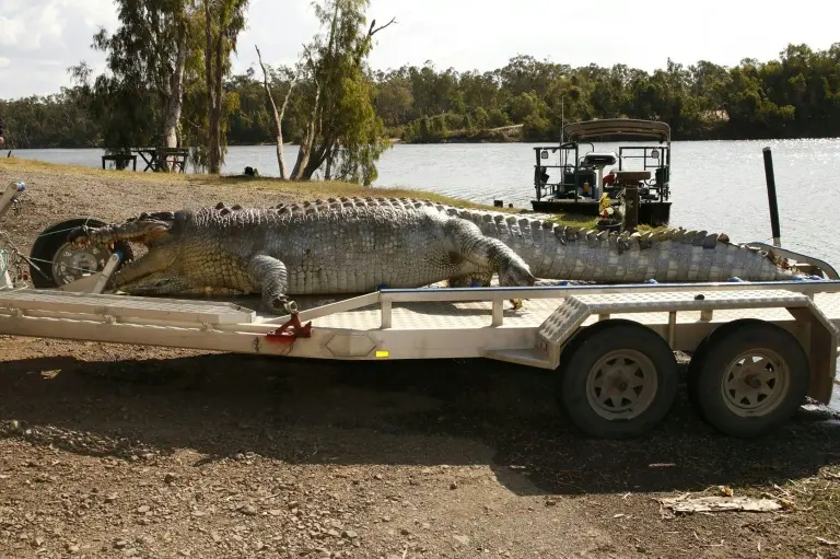 Fitzroy River Cleared for 2032 Olympic Rowing Despite Crocodile Presence