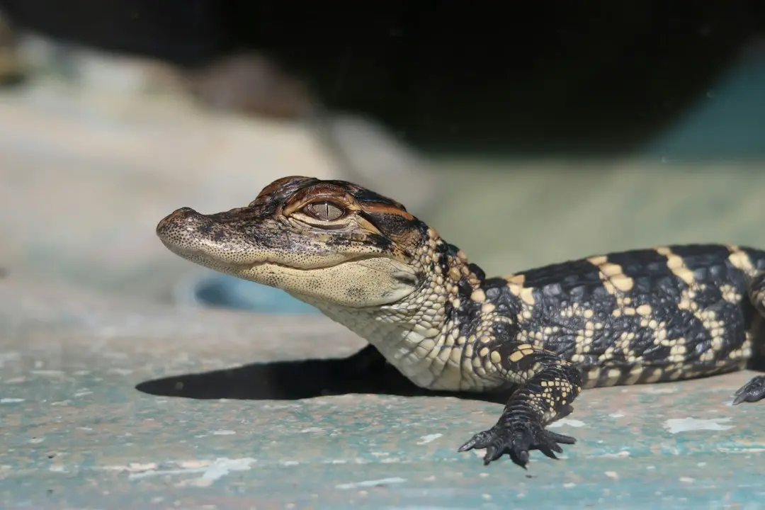 Florida Gators Suffer Humiliating Defeat Against Missouri Tigers in Columbia